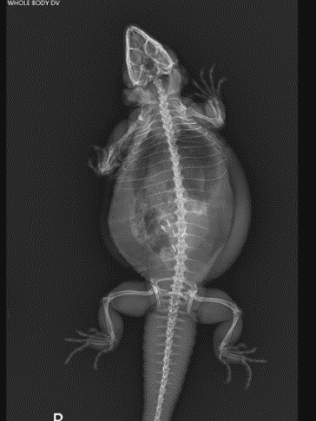 Peak Inside the Scales with Reptile XRays Nature and Wildlife